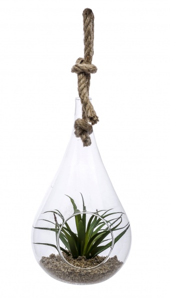 Dísznövény üvegben