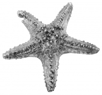 Egy tengeri csillag figura